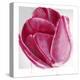 Vivacious Tulip Bloom-Miranda York-Stretched Canvas