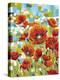 Vivid Poppies I-Carolee Vitaletti-Stretched Canvas