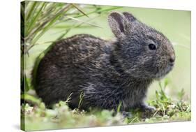 Volcano Rabbit (Romerolagus Diazi) Milpa Alta Forest-Claudio Contreras Koob-Premier Image Canvas