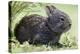 Volcano Rabbit (Romerolagus Diazi) Milpa Alta Forest-Claudio Contreras Koob-Premier Image Canvas