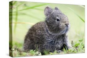 Volcano Rabbit (Romerolagus Diazi) Milpa Alta Forest-Claudio Contreras Koob-Premier Image Canvas