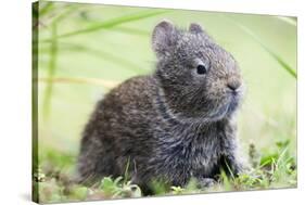 Volcano Rabbit (Romerolagus Diazi) Milpa Alta Forest-Claudio Contreras Koob-Premier Image Canvas