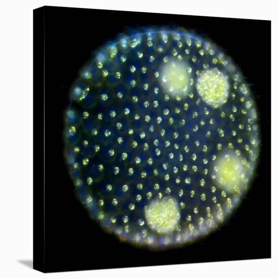 Volvox Colony, Light Micrograph-Sinclair Stammers-Premier Image Canvas