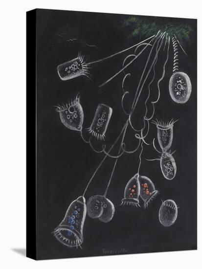 Vorticella-Philip Henry Gosse-Premier Image Canvas