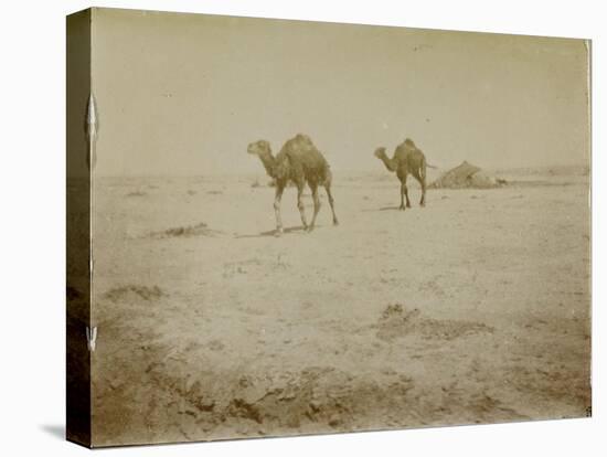Voyage en Algérie : chameaux près de Biskra-Henri Jacques Edouard Evenepoel-Premier Image Canvas