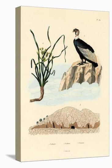 Vulture, 1833-39-null-Premier Image Canvas