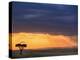 Vulture and Acacia Tree Silhouetted at Sunset, Masai Mara Game Reserve, Kenya-Adam Jones-Premier Image Canvas
