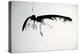 Vulture, nextinctions, folder, 13 (ink on paper)-Ralph Steadman-Premier Image Canvas