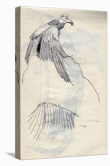 Vulture, sketch, 6 (pen on paper)-Ralph Steadman-Premier Image Canvas