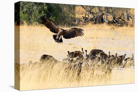 Vultures on a kill, Botswana, Africa-Karen Deakin-Premier Image Canvas