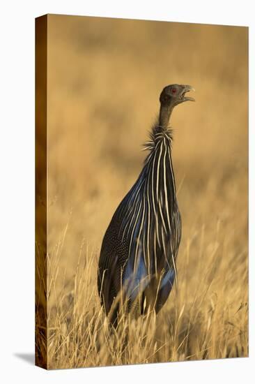 Vulturine Guineafowl-Joe McDonald-Premier Image Canvas