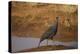 Vulturine Guineafowl-Joe McDonald-Premier Image Canvas