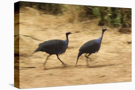 Vulturine Guineafowl-Joe McDonald-Premier Image Canvas