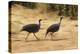 Vulturine Guineafowl-Joe McDonald-Premier Image Canvas