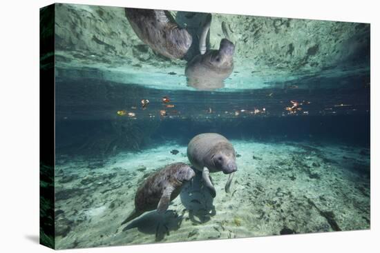W Indian Manatee Mother & Baby "Sea Cow" (Trichechus Manatus), Crystal River, 3 Sisters Spring, FL-Karine Aigner-Premier Image Canvas