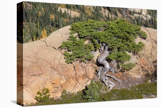 Wa, Alpine Lakes Wilderness, Twisted Fir Tree, Near Mount Stuart-Jamie And Judy Wild-Premier Image Canvas