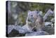 WA. American Pika, a herbivore related to rabbits, eats vegetation at Mt. Rainier NP.-Gary Luhm-Premier Image Canvas