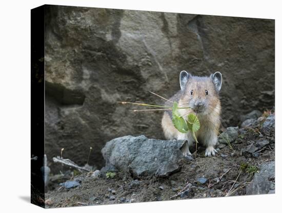 WA. American Pika (Ochotona princeps) harvests vegetation for winter cache at Mt. Rainier NP.-Gary Luhm-Premier Image Canvas