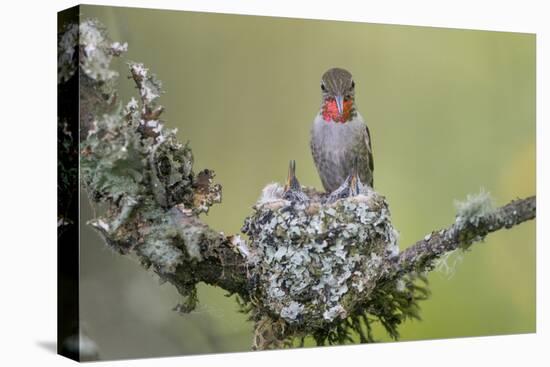 WA. Anna's Hummingbird (Calypte anna) female feeding two chicks at nest in Marymoor Park, Redmond.-Gary Luhm-Premier Image Canvas