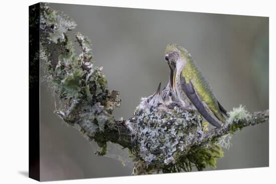 WA. Anna's Hummingbird (Calypte anna) female feeding two chicks at nest in Marymoor Park, Redmond.-Gary Luhm-Premier Image Canvas