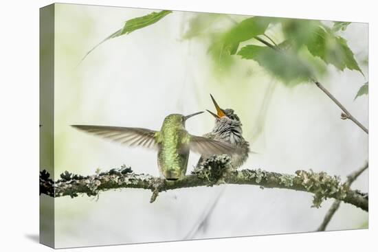 WA. Anna's Hummingbird gets ready to feed a just-fledged chick on a branch-Gary Luhm-Premier Image Canvas