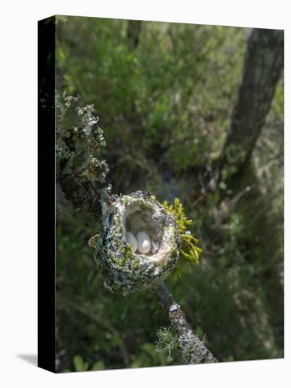 WA. Anna's Hummingbird nest with two coffee-bean-sized eggs on a tree branch-Gary Luhm-Premier Image Canvas