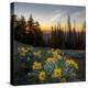 WA. Arrowleaf Balsamroot at sunrise in a meadow at Tronsen Ridge-Gary Luhm-Premier Image Canvas