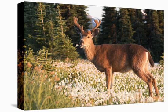 WA. Black-tailed deer, a buck in velvet, eating Avalanche Lily in a subalpine meadow at Olympic NP.-Gary Luhm-Premier Image Canvas