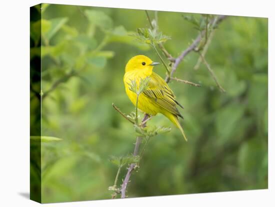 WA. Breeding plumage male Yellow Warbler (Dendroica petechia) on a perch at Marymoor Park, Redmond.-Gary Luhm-Premier Image Canvas