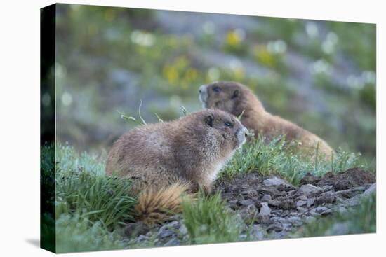 WA. Endemic Olympic Marmot (Marmota olympus) juveniles romp near Hurricane Ridge, Olympic NP.-Gary Luhm-Premier Image Canvas