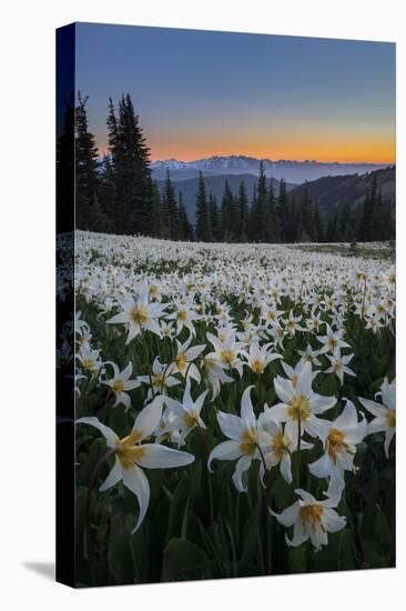 WA. Field of Avalanche Lily (Erythronium montanum) in subalpine meadow at sunset at Olympic NP.-Gary Luhm-Premier Image Canvas