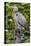 Wa, Juanita Bay Wetland, Great Blue Heron, Ardea Herodias-Jamie And Judy Wild-Premier Image Canvas
