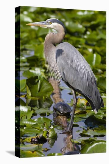 Wa, Juanita Bay Wetland, Great Blue Heron, Ardea Herodias-Jamie And Judy Wild-Premier Image Canvas