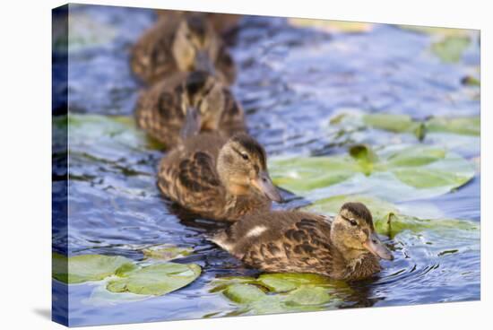 Wa, Juanita Bay Wetland, Mallard Ducklings, Anas Platyrhynchos-Jamie And Judy Wild-Premier Image Canvas