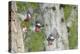 WA. Multiple images of a Red-breasted Sapsucker flying from nest in a red alder snag-Gary Luhm-Premier Image Canvas