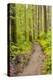 Wa, Olympic National Park, Sol Duc Valley, Forest Trail-Jamie And Judy Wild-Premier Image Canvas