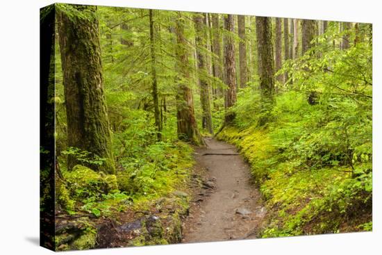 Wa, Olympic National Park, Sol Duc Valley, Forest Trail-Jamie And Judy Wild-Premier Image Canvas