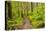 Wa, Olympic National Park, Sol Duc Valley, Forest Trail-Jamie And Judy Wild-Premier Image Canvas