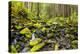 Wa, Olympic National Park, Sol Duc Valley, Stream with Mossy Rocks-Jamie And Judy Wild-Premier Image Canvas