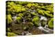 Wa, Olympic National Park, Sol Duc Valley, Stream with Mossy Rocks-Jamie And Judy Wild-Premier Image Canvas