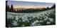 WA. Panorama of Avalanche Lily at dawn in a subalpine meadow at Olympic NP. Digital composite.-Gary Luhm-Premier Image Canvas