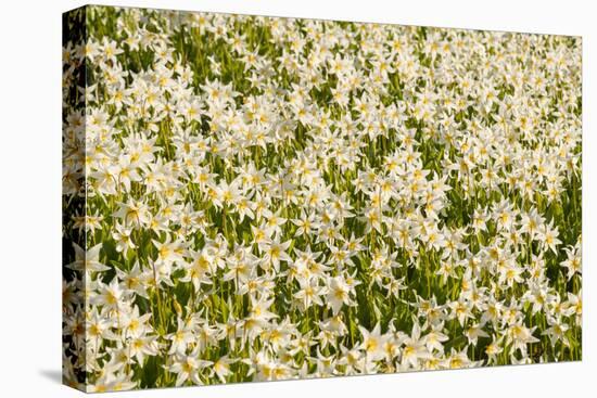 WA. Pattern of Avalanche Lily (Erythronium montanum) in subalpine meadow at Olympic National Park.-Gary Luhm-Premier Image Canvas