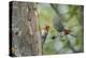 WA. Red-breasted Sapsucker flying from nest in a red alder snag while mate looks on.-Gary Luhm-Premier Image Canvas