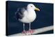 Wa, San Juan Islands, Glaucous Winged Gull, Larus Glaucescens-Jamie And Judy Wild-Premier Image Canvas