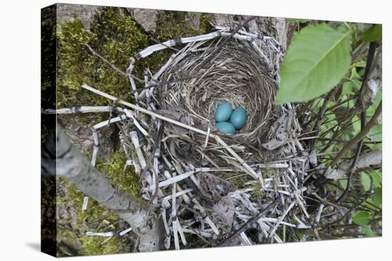 WA. Three American Robin, Turdus migratorius, sky blue eggs in a nest at Marymoor Park, Redmond.-Gary Luhm-Premier Image Canvas