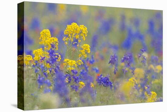 WA. Yellow Western Wallflower and Rockslide Larkspur at Hurricane Ridge, Olympic NP.-Gary Luhm-Premier Image Canvas