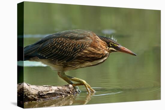 Wading Into The Unknown-Darlene Hewson-Premier Image Canvas