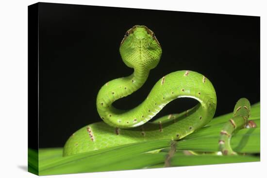 Wagler's Pit Viper (Tropidolaemus Wagleri) Resting in Vegetation. Danum Valley, Sabah, Borneo-Nick Garbutt-Premier Image Canvas