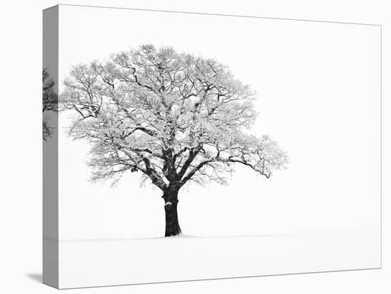 Waiting for Spring-Doug Chinnery-Premier Image Canvas