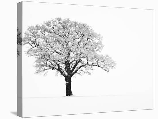 Waiting for Spring-Doug Chinnery-Premier Image Canvas